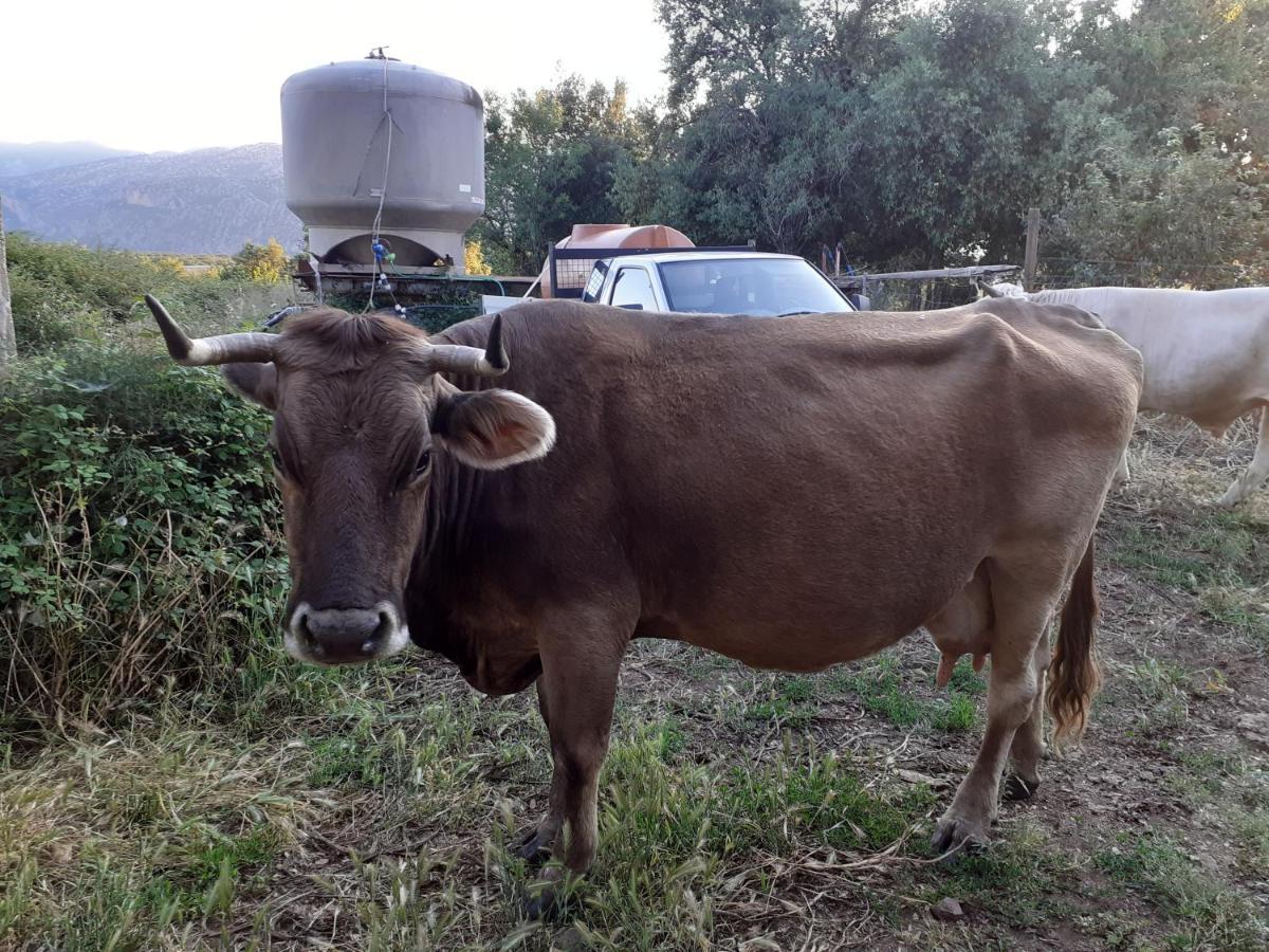 Agriturismo Codula Fuili Cala Gonone Eksteriør bilde