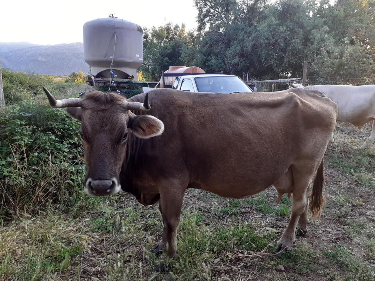 Agriturismo Codula Fuili Villa Cala Gonone Eksteriør bilde